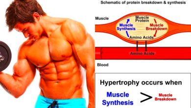 The Role Of Protein And Amino Acid In MuscleBuilding  all