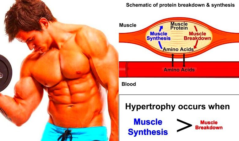 The Role Of Protein And Amino Acid In MuscleBuilding  all